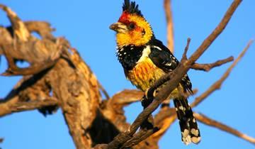 Safari through the Zambezi and Luangwa Valleys