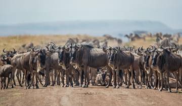 8 Days Serengeti Wildebeests Calving Season