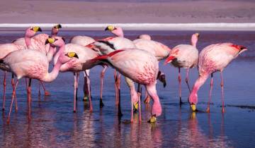 13 Day Argentina, Bolivia & Chile Itinerary, incl. Buenos Aires and Santiago