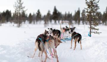 Wildnis intensiv: Arktisches Huskyabenteuer Rundreise