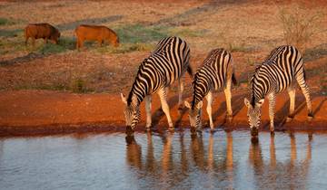 South Africa Road Trip: Wildlife Glamping & Safari Adventure Tour