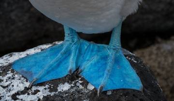 Luxuriöse Galapagos - 8 Tage