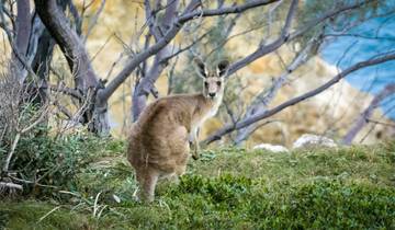 25 Day Australia Itinerary, incl. Brisbane and Melbourne