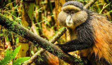 4 Days Rwanda Itinerary Gorilla Experience- High End Accommodation Tour