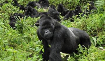 4 Days Itinerary Rwanda Gorilla Experience -Luxury Tour
