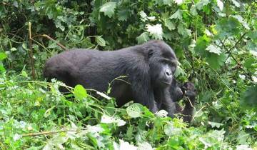 4 Days Uganda Gorilla Trekking - High End Accommodation