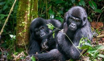 4 DAYS UGANDA GORILLA TREKKING -Luxury Accommodations