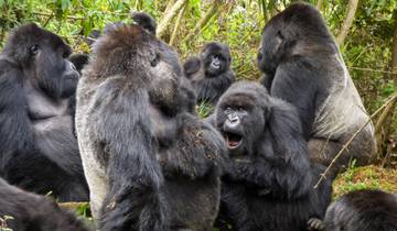 5 Days Rwanda Gorilla & Golden Monkey trekking -High End Accommodations Tour