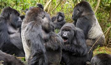 5 Days Rwanda Gorilla & Golden Monkey trekking -High End Accommodations