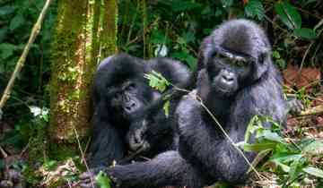 5 Days Rwanda Gorilla & Golden Monkey Trekking -Luxury Accommodations Tour