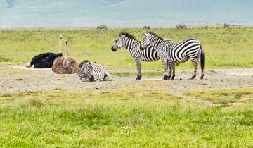 Best of Tanzania Classic Safari **Approche durable du voyage