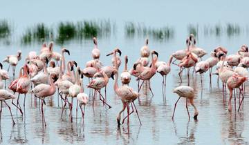 3 Days Unbelievable Lake Nakuru National Park Safari