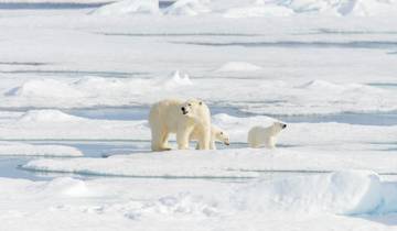 Circunnavegación de Spitsbergen - En el reino del oso polar - 2024