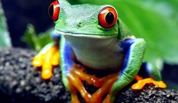 14 Day Costa Rica Itinerary, incl. Arenal and Monteverde