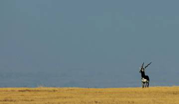 Blackbuck National Park Tour with Ahmedabad