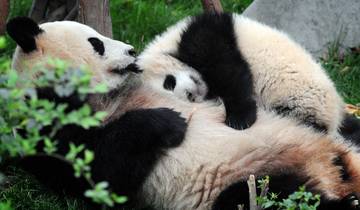 De Shanghai à Chengdu Panda-monium - 11 jours
