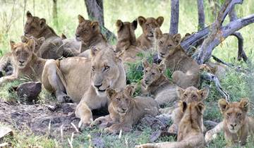 Safari haut de gamme de 3 jours en avion vers le parc national de Mikumi au départ de Zanzibar circuit