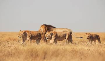 7 Days - Big Cats Best  African Leading National park adventure Tour Tour