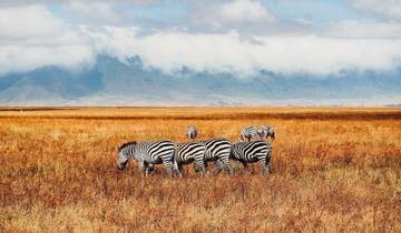 7 Days - Tanzania best national parks wildlife safari tour Tour