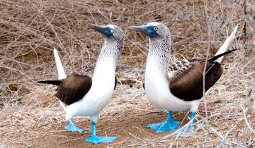 Galapagos - Central & West Islands aboard the Solaris Tour