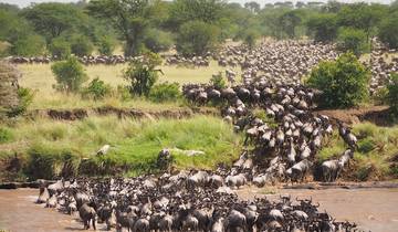 Serengeti Migration während der Ndutu-Kalbungszeit Safari 7 Tage Rundreise