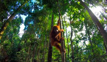 Tracking Wild Orangutans and Gibbons in Sumatra Tour