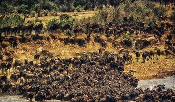 Der vollständigste Reiseführer für 7 Tage Private Budget North Serengeti Migration Safari ab Arusha in Tansania Rundreise