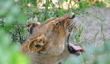 Experience the Best 3 Days Mikumi Safari from Dar es Salaam with Reasonable Price.