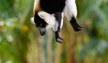 Madagascar Wildlife Safari Tour (Available all year)