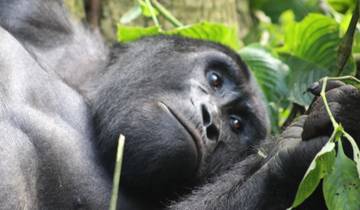 Gorilla Trek Safari (auf der Straße) - 4 Tage