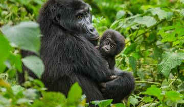 Excursion comprenant la randonnée des gorilles, les Big 5 et l\'observation de la nature - 12 jours circuit