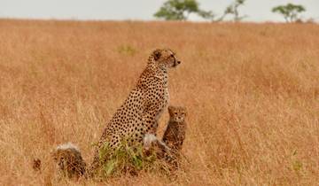 Kenia: Big Five Wildtier private Safari - 6 Tage Rundreise