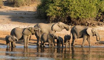 BOTSWANA – Moremi Reserve Chobe NP Photographic Safari Tour