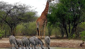10 Day Botswana Safari Itinerary, incl. Moremi and Chobe