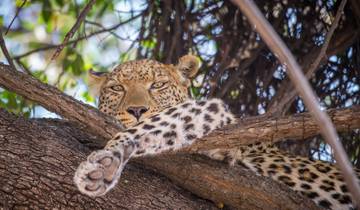 10 Day Botswana Safari Itinerary, incl. Moremi and Chobe
