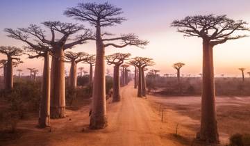 Madagascar Lemurs & Baobabs (Available all year) Tour