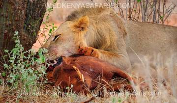 7 Days- Ngutuni Sanctuary, Taita Hills, Amboseli , Tsavo West and East Safari - Mombasa