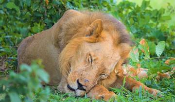 Safari de 3 jours en voiture et retour en avion - Serengeti