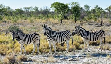 7-Day Sossusvlei, Swakopmund and Etosha National Park Luxury Tour Tour