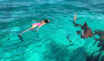 Half Day Belize Barrier Reef Snorkel : Hol Chan Marine Reserve and Shark Ray Alley Tour