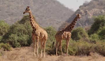 Safari de 4 jours à Amboseli et Tsavo au Kenya circuit