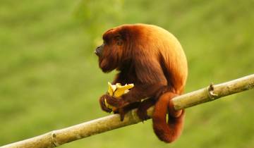 Primate Costa Rica Tour