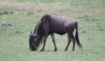 9 dagen Magische Kenia Het beste van Wildlife Safari-rondreis