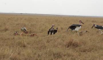 8 days Samburu & Masai Mara Safari Tour