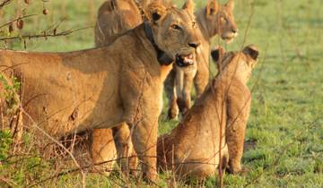 7 days Ultimate Northern Tanzania Safari Experience Tour