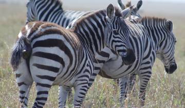 5 days Northern Tanzania Highlights Safari Tour