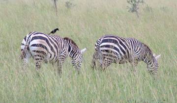 4 days Ngorongoro Crater & Lake Manyara Safari Tour