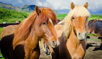 Les Westfjords d'Islande - 8 jours