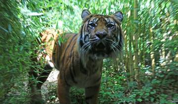 Tracking Sumatran Tigers and Wild Orangutans in Sumatra Tour