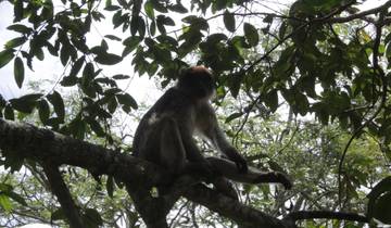 8 days Rwanda Primates Safari Tour